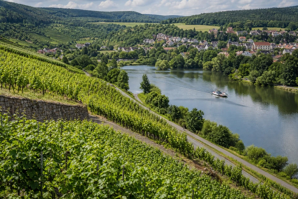 Weinbergterrassen im Sommerlaub (mit AI erstelltes Bild)